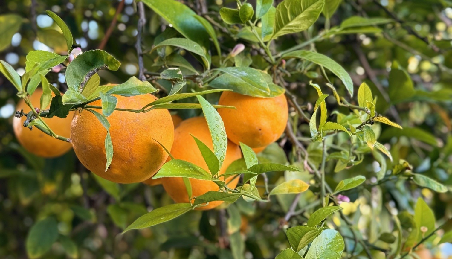 Springtime Sweets: Lemon Posset in Lemon Cups